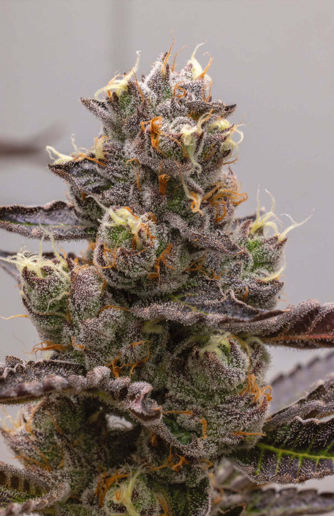 H6 PRUNO X BLUEBERRY CAVIAR
