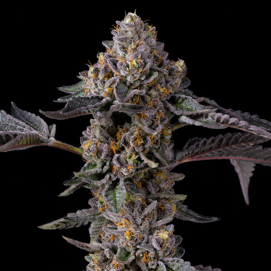 Berniehana Butter x Triple Scoop Feminized Seeds (x6)