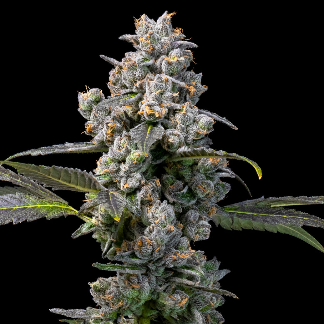 Apples and Bananas X Berniehana Butter – 6 Pack (Feminized Seeds)