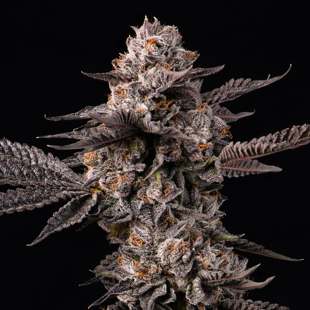 Lemon Cherry Gelato x Berniehana Butter Feminized Seeds (x6)