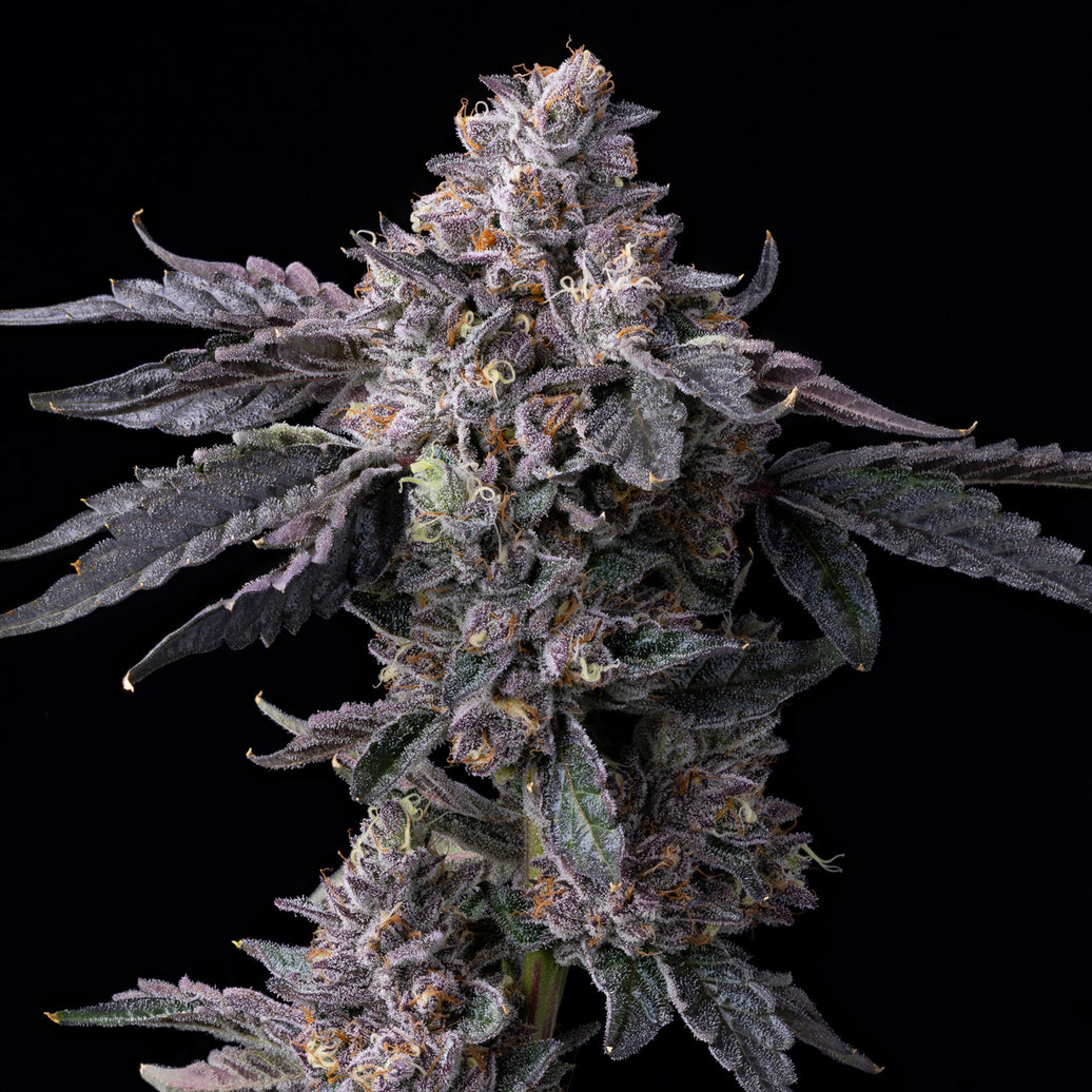 Permanent Marker x Triple Scoop COOKIES Feminized Seeds