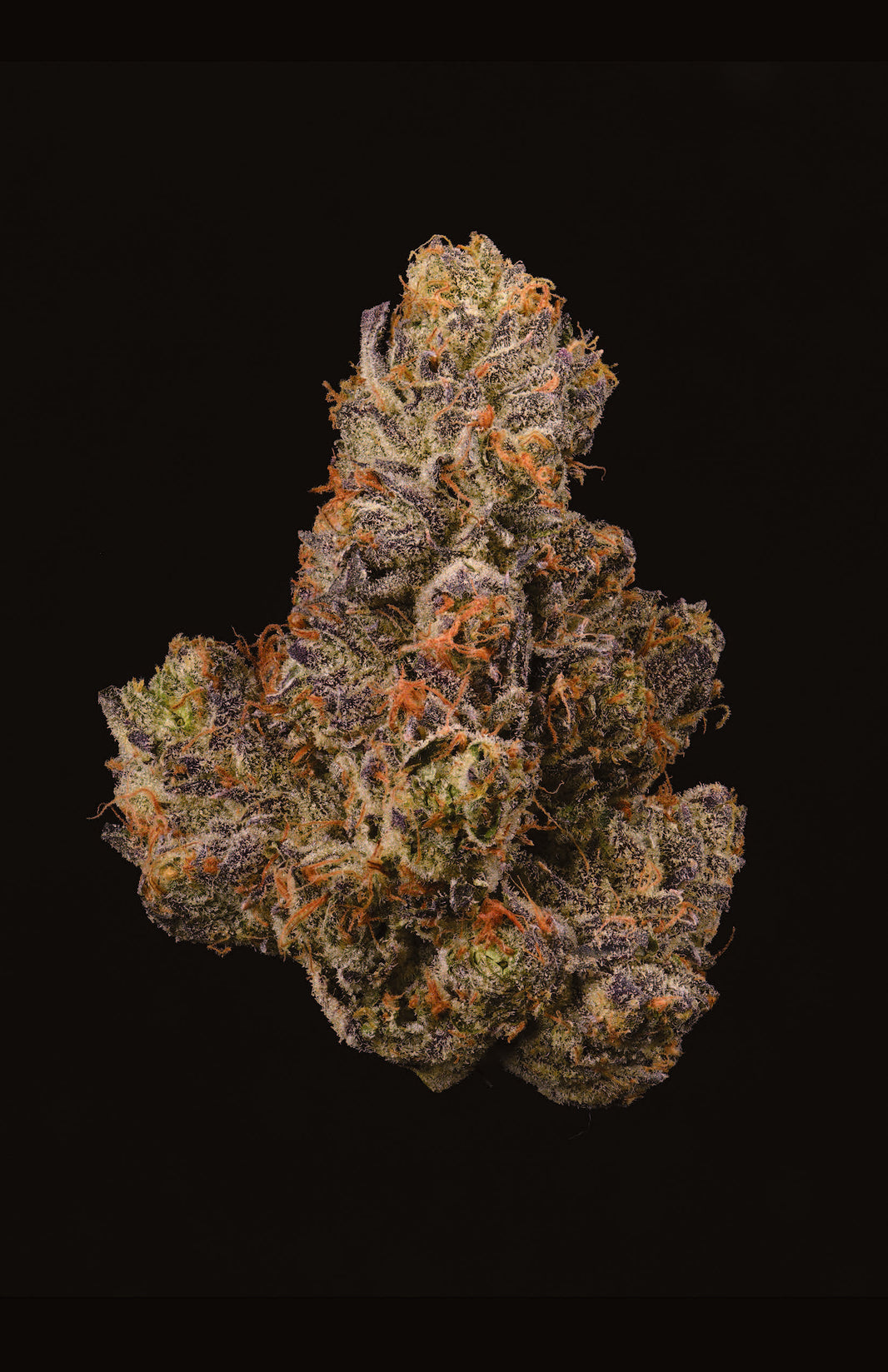 F2 BERNIEHANA BUTTER X GSC