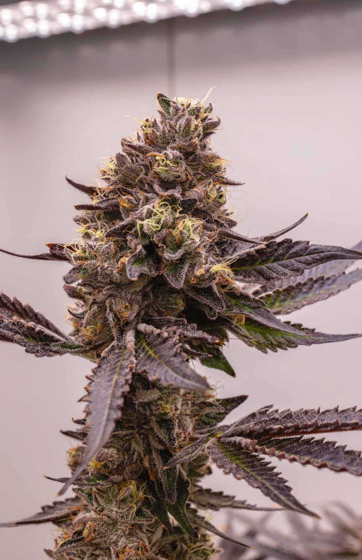 F2 BERNIEHANA BUTTER X GSC