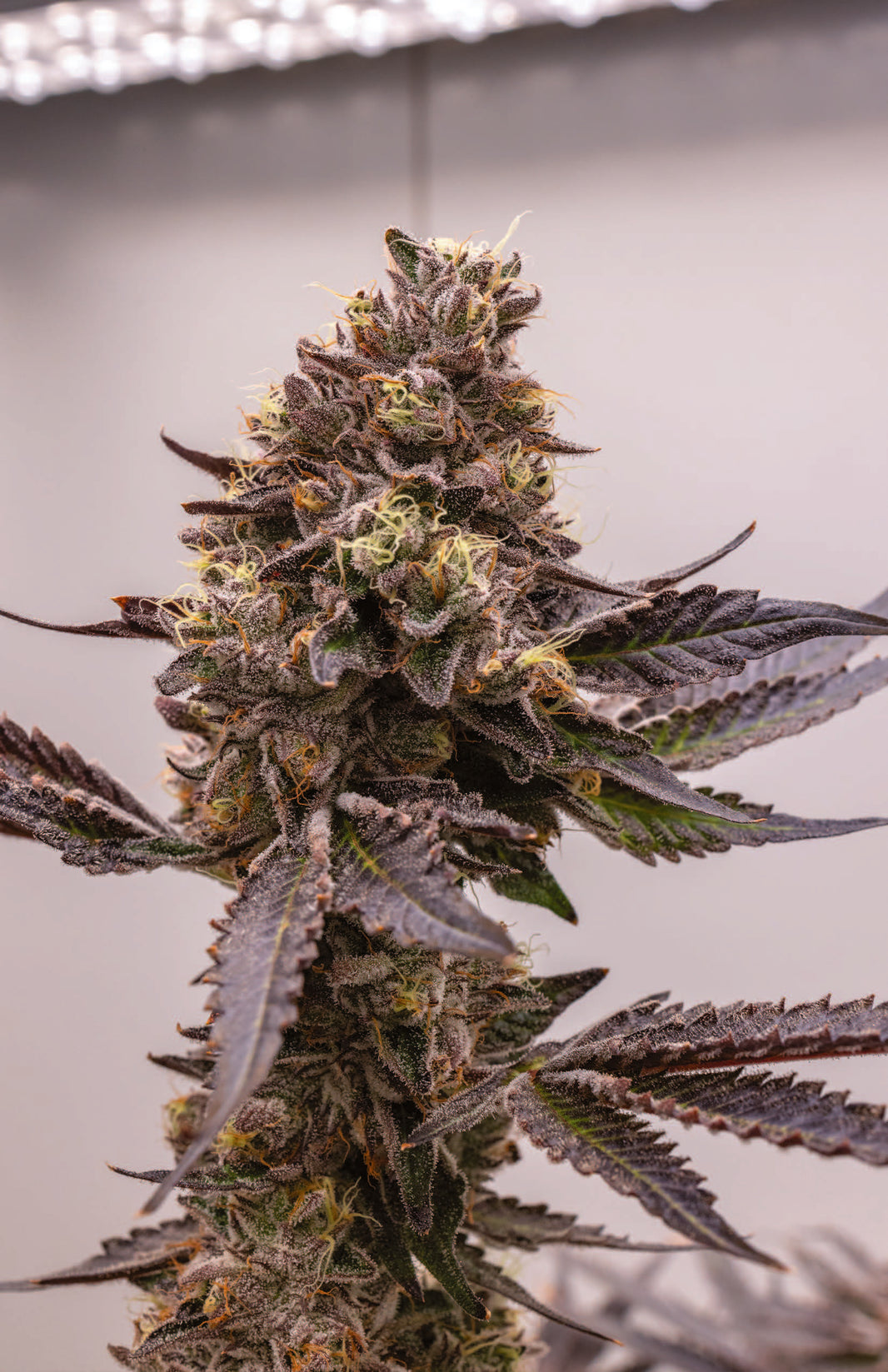 F2 BERNIEHANA BUTTER X GSC