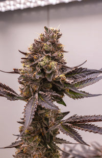 F2 BERNIEHANA BUTTER X GSC