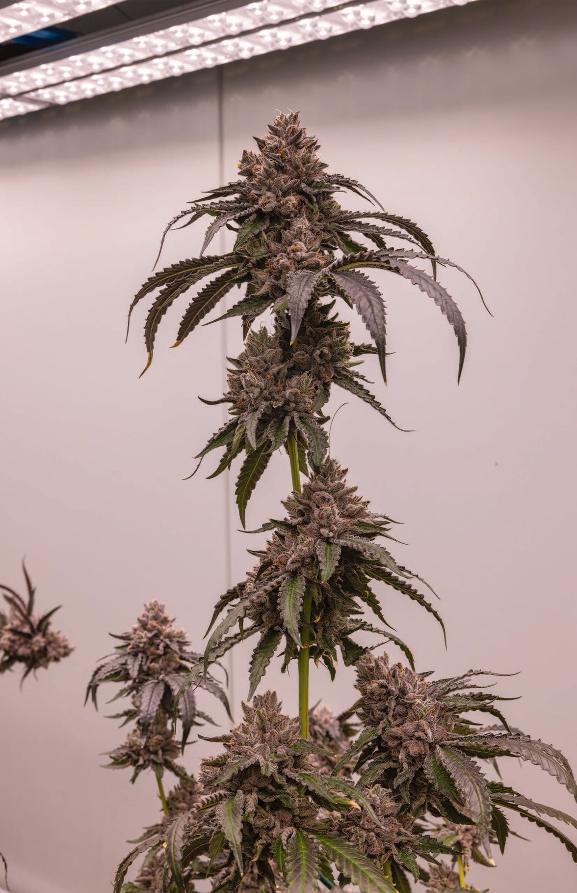 G2 LANTZ X POM SHAKE