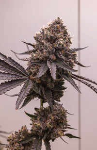 G3 BLUEBERRY CAVIAR X POM SHAKE