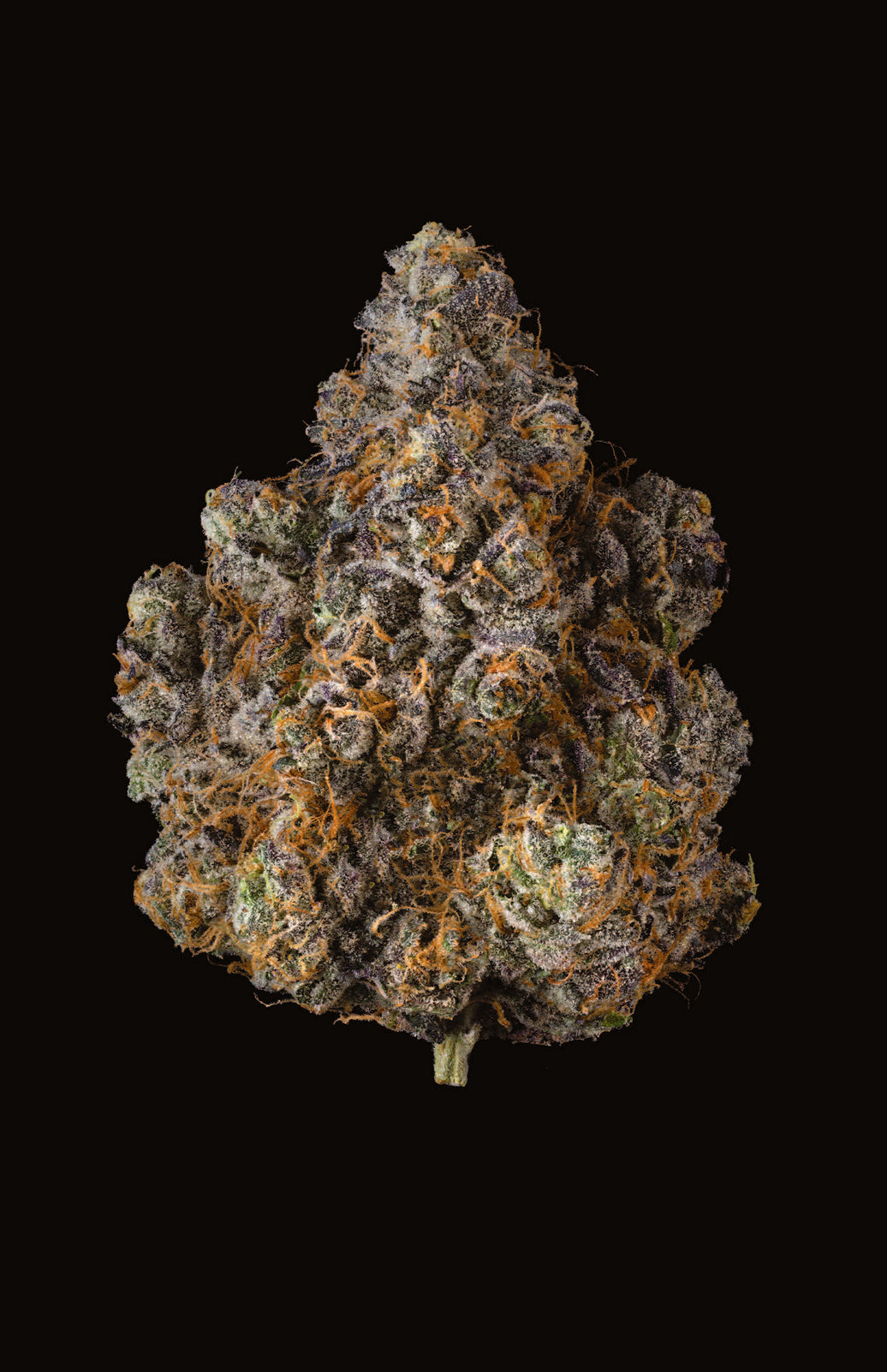 G4 GARY X POM SHAKE