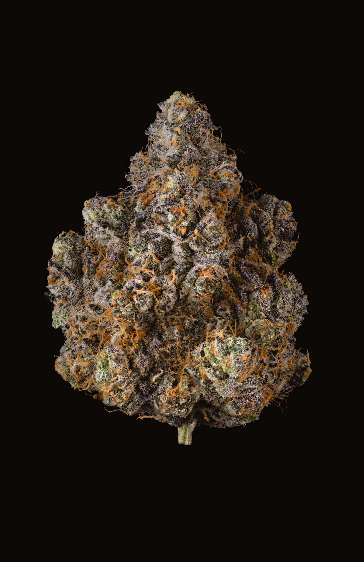 G4 GARY X POM SHAKE