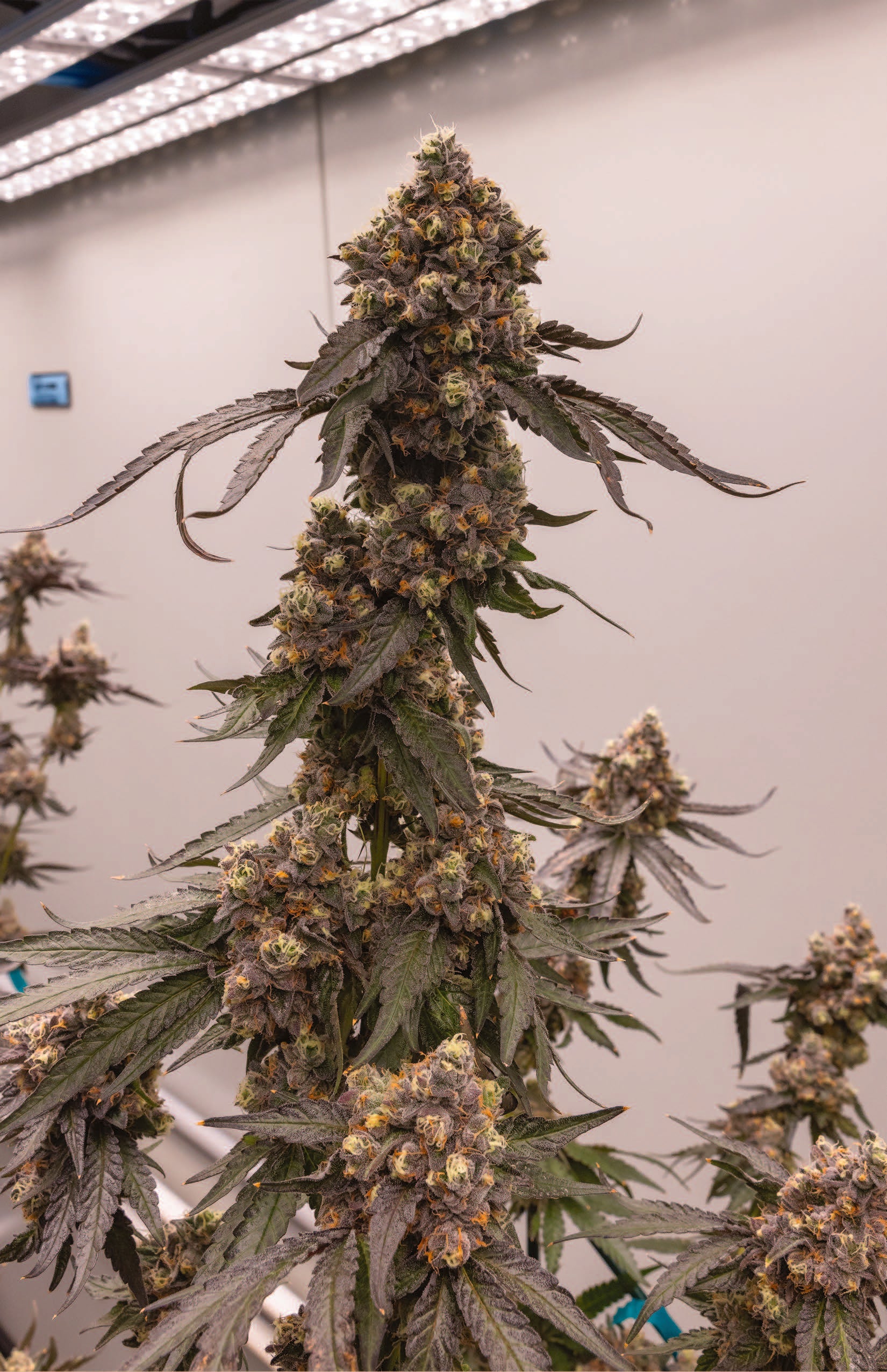 G4 GARY X POM SHAKE
