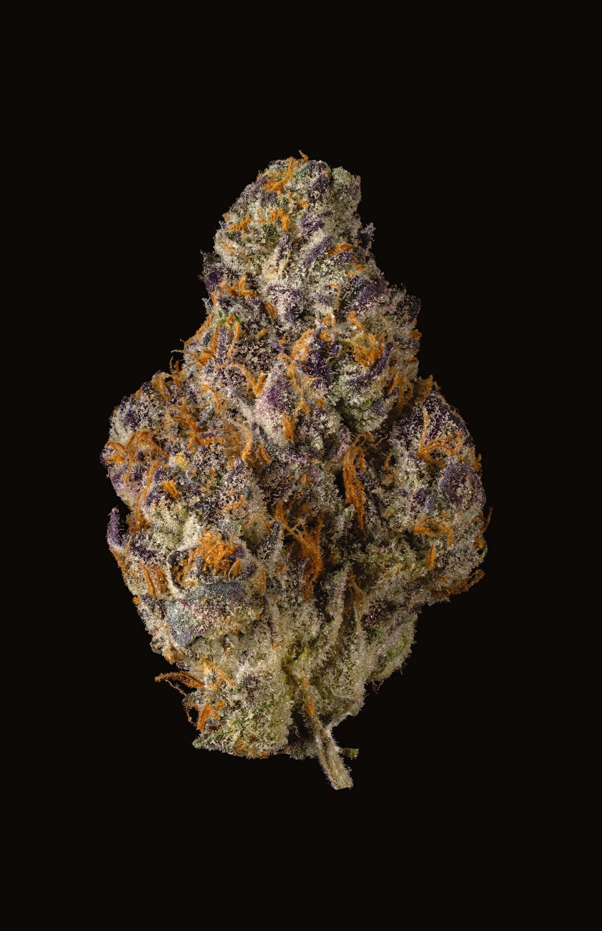 H6 PRUNO X BLUEBERRY CAVIAR