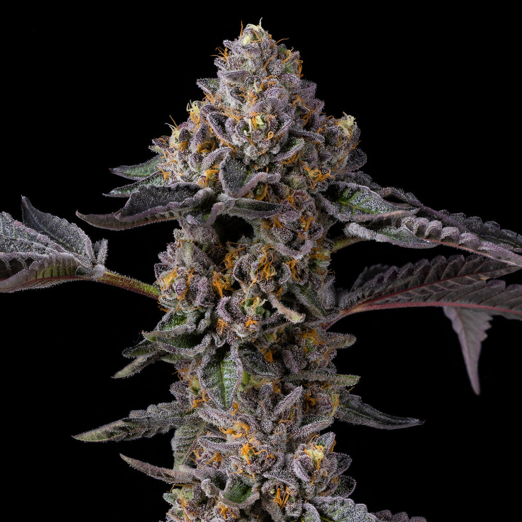 Berniehana Butter x Triple Scoop Feminized Seeds (x6)