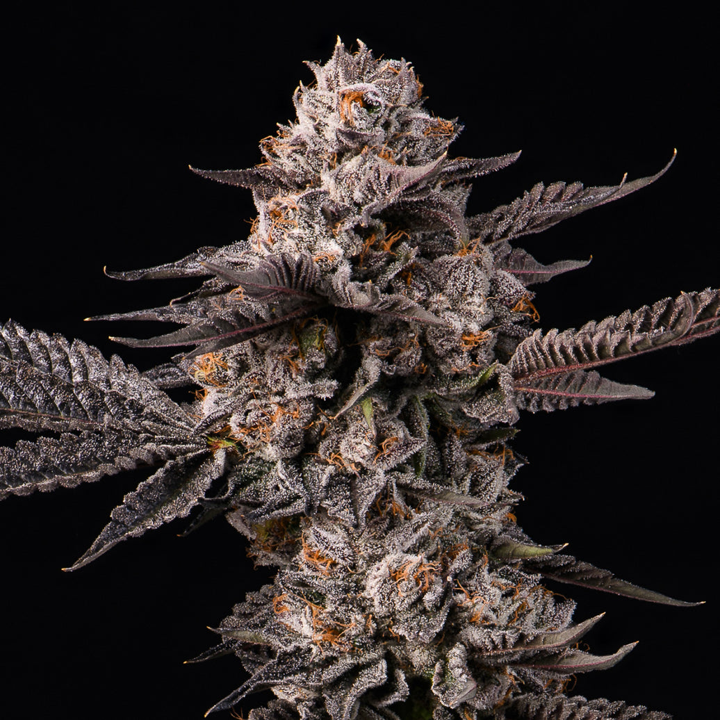 Lemon Cherry Gelato X Berniehana Butter – 6 Pack (Feminized Seeds)