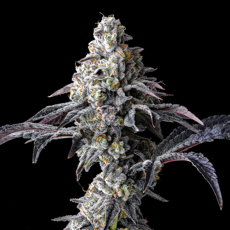 Lemon Cherry Gelato X Triple Scoop – 6 Pack (Feminized Seeds)