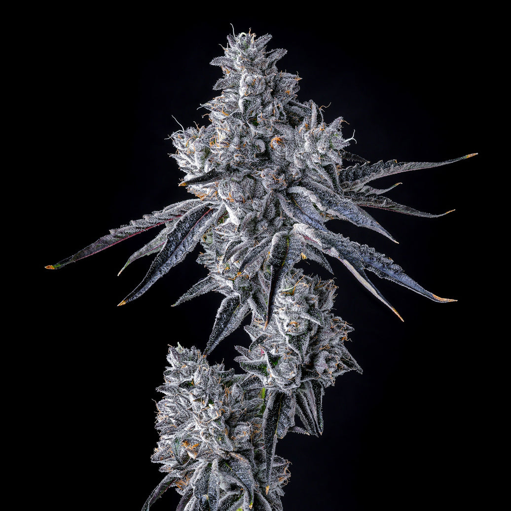 Triple Scoop X Berniehana Butter – 6 Pack (Feminized Seeds)