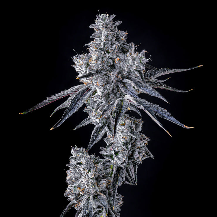 Triple Scoop X Berniehana Butter – 6 Pack (Feminized Seeds)