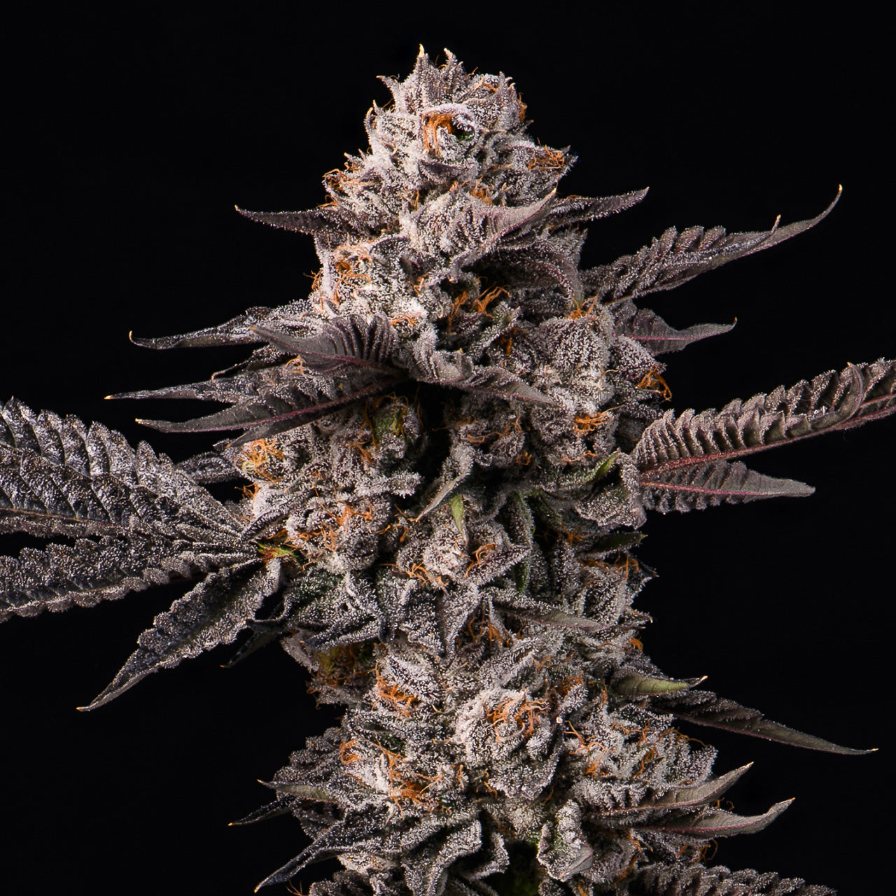 Graines Lemon Cherry Gelato x Berniehana Butter Féminisées B2B