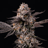 Graines Lemon Cherry Gelato x Berniehana Butter Féminisées B2B