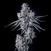 Triple Scoop x Berniahana Butter COOKIES Feminisierte Samen (x6)